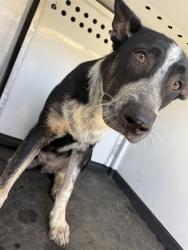 Shelter Stray Male Dog last seen Near BLK MNT VERNON AV BAKERSFIELD,CA, 201 S Mt Vernon Ave, Bakersfield, CA 93307, USA