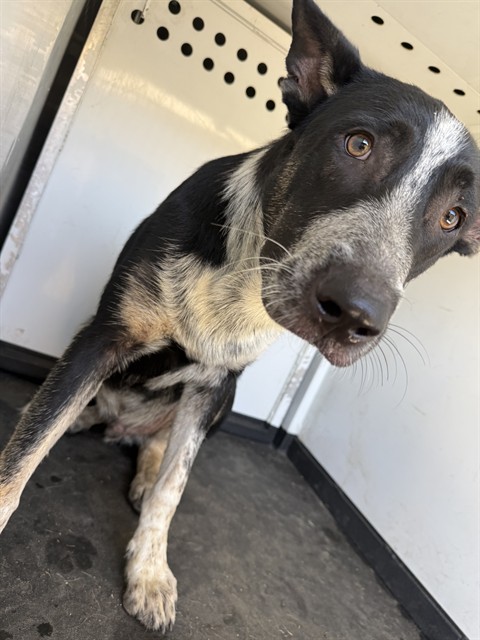 Shelter Stray Male Dog last seen Near BLK MNT VERNON AV BAKERSFIELD,CA, 201 S Mt Vernon Ave, Bakersfield, CA 93307, USA