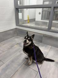 Shelter Stray Female Dog last seen CHARLOTTE, 8315 Byrum Dr, Charlotte, NC 28217, USA