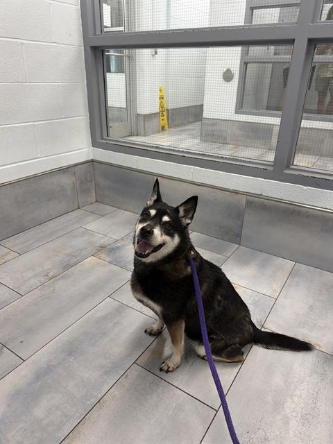Shelter Stray Female Dog last seen CHARLOTTE, 8315 Byrum Dr, Charlotte, NC 28217, USA