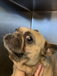 Shelter Stray Male Dog last seen Near BLOCK HALL AVE, EASTVALE, CA, 6851 Van Buren Boulevard, Jurupa Valley, CA 92509, USA