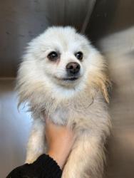 Shelter Stray Male Dog last seen Near BLOCK HALL AVE, EASTVALE, CA, 6851 Van Buren Boulevard, Jurupa Valley, CA 92509, USA
