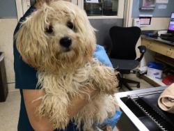 Shelter Stray Male Dog last seen Near BLOCK PALM AVE, RIVERSIDE CA 92501, 6851 Van Buren Boulevard, Jurupa Valley, CA 92509, USA