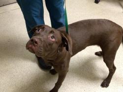 Shelter Stray Female Dog last seen Near BLOCK WEST LINDEN ST RIVERSIDE CA, 6851 Van Buren Boulevard, Jurupa Valley, CA 92509, USA