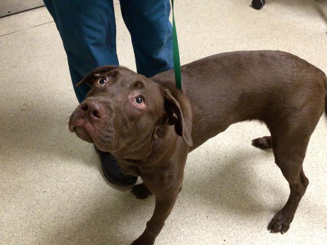 Shelter Stray Female Dog last seen Near BLOCK WEST LINDEN ST RIVERSIDE CA, 6851 Van Buren Boulevard, Jurupa Valley, CA 92509, USA
