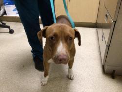 Shelter Stray Female Dog last seen Near BLOCK MISSION BLVD, JURUPA VALLEY CA 92509, 6851 Van Buren Boulevard, Jurupa Valley, CA 92509, USA