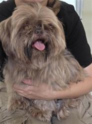 Shelter Stray Female Dog last seen S WINTER PARK DR & RED BUG LAKE, 232 Eslinger Way, Sanford, FL 32773, USA