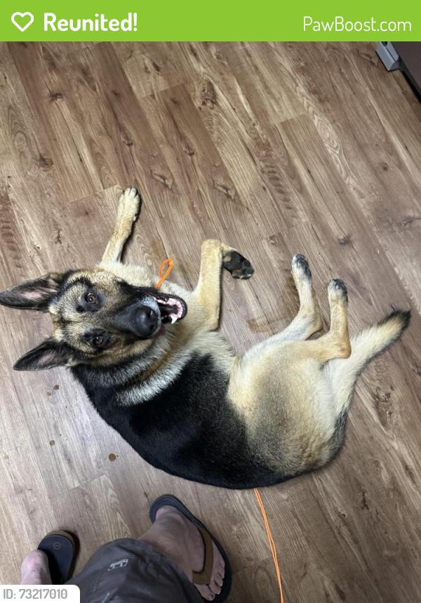 Reunited Male Dog last seen Apples Chapel, Gibsonville, NC 27249