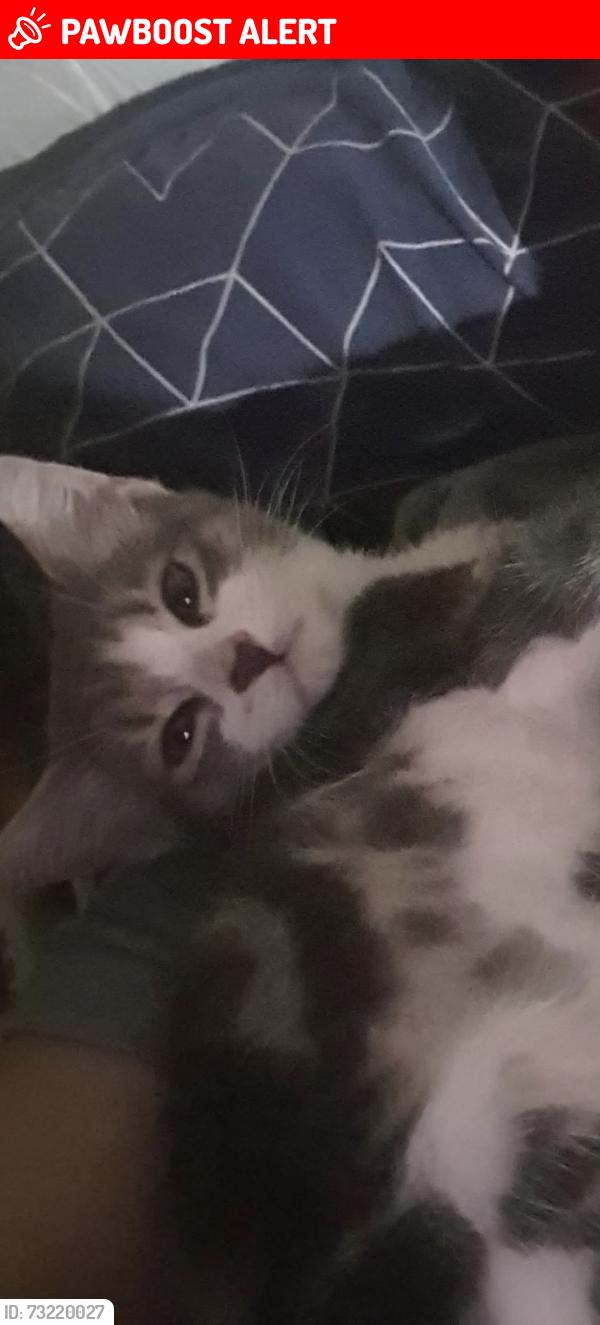 Lost Female Cat last seen Burgess Park, Greater London, England SE5 0AL