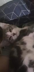 Lost Female Cat last seen Burgess Park, Greater London, England SE5 0AL