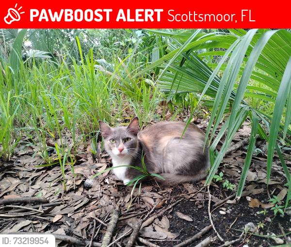 Lost Female Cat last seen Mangrove St and Coral Ave Scottsmoor FL 32775, Scottsmoor, FL 32754