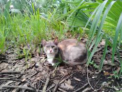 Lost Female Cat last seen Mangrove St and Coral Ave Scottsmoor FL 32775, Scottsmoor, FL 32754