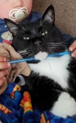 Reunited Male Cat last seen Near Hawthorn Rd, Salem, VA 24153
