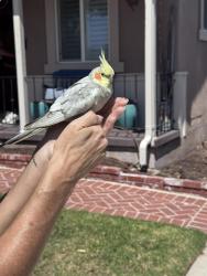 Found/Stray Unknown Bird last seen Talisman between Carson st and Lenore, Torrance, CA 90503