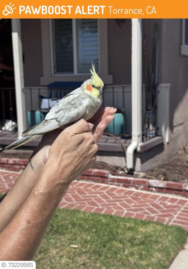 Found/Stray Unknown Bird last seen Talisman between Carson st and Lenore, Torrance, CA 90503