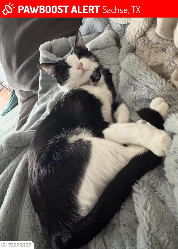 Lost Female Cat last seen Sanford Park 4915 Miles Rd Sachse Texas 75048, Sachse, TX 75048