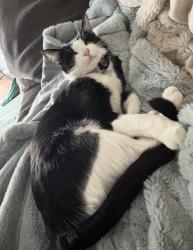 Lost Female Cat last seen Sanford Park 4915 Miles Rd Sachse Texas 75048, Sachse, TX 75048