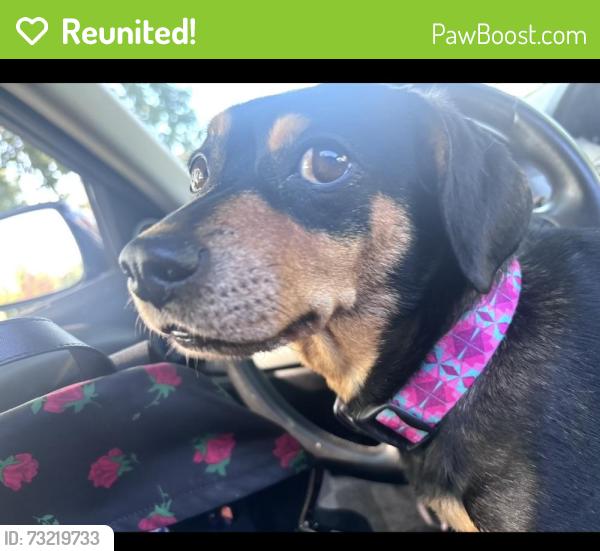 Reunited Female Dog last seen NW Gilman Blvd and 12th Ave NW, Issaquah, WA 98027