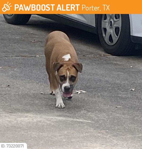 Found/Stray Female Dog last seen Wickersham dr, Porter, TX 77365