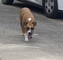 Found/Stray Female Dog last seen Wickersham dr, Porter, TX 77365