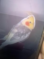 Lost Male Bird last seen Idk, Skokie, IL 60077