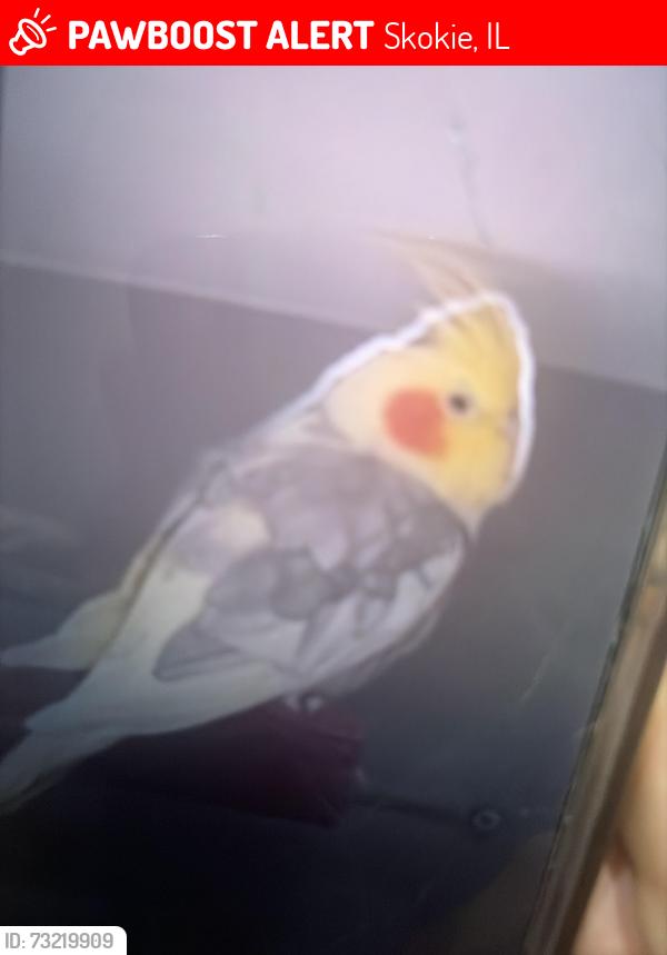 Lost Male Bird last seen Idk, Skokie, IL 60077