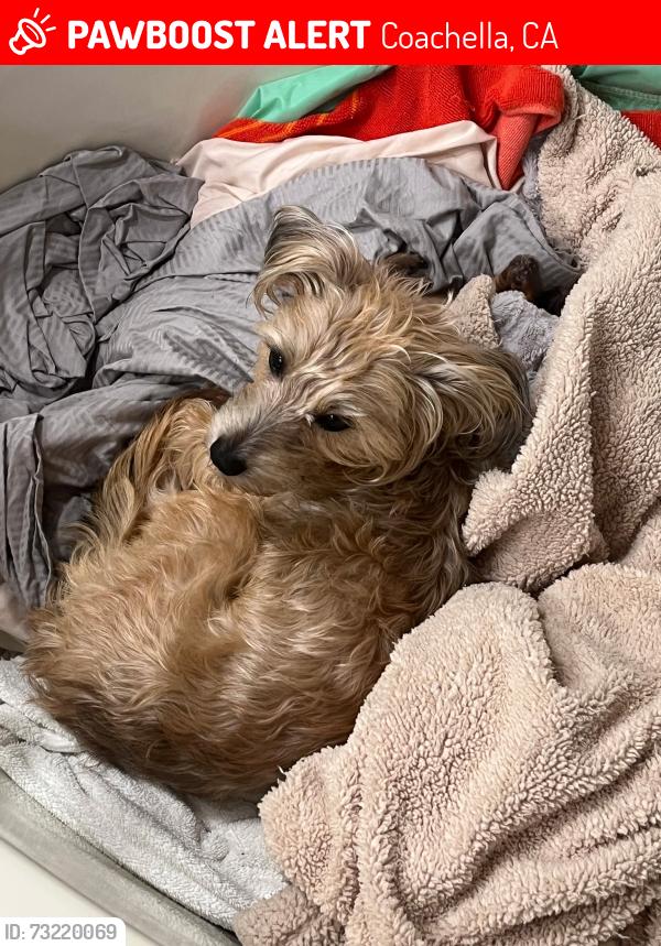 Lost Female Dog last seen Dillon Coachella, Coachella, CA 92201