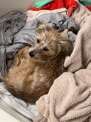 Lost Female Dog last seen Dillon Coachella, Coachella, CA 92201