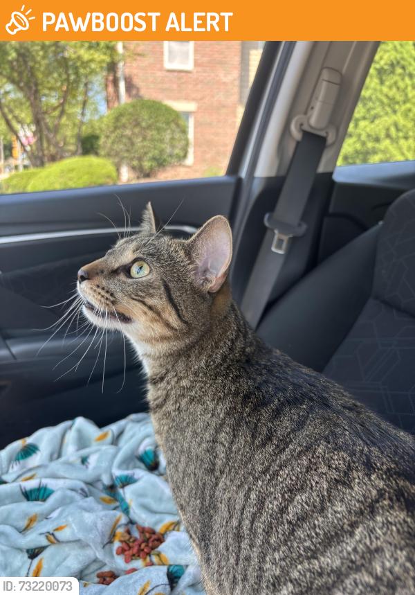 Found/Stray Unknown Cat last seen IDK, South Milwaukee, WI 53172