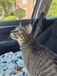 Found/Stray Unknown Cat last seen IDK, South Milwaukee, WI 53172