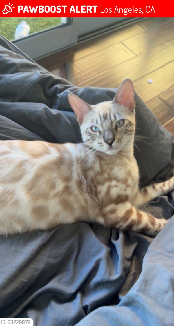 Lost Male Cat last seen Near pacific view dr, Los Angeles, CA 90068