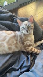 Lost Male Cat last seen Near pacific view dr, Los Angeles, CA 90068