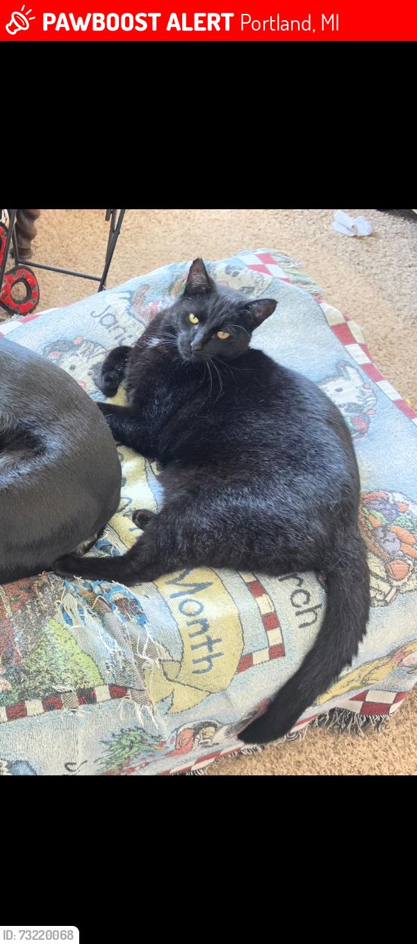 Lost Male Cat last seen M66 and 96, Portland, MI 48875