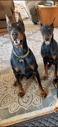 Reunited Male Dog last seen N Madison Ave, Monrovia, CA 91016