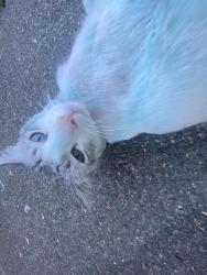 Lost Male Cat last seen Saint paul Baptist Church, Sacramento, CA 95820