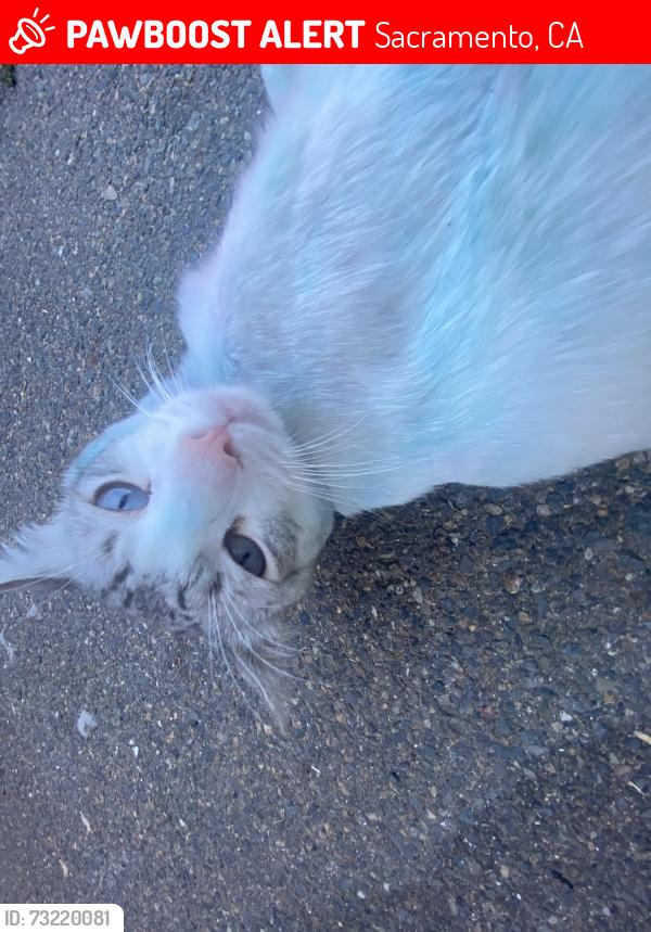 Lost Male Cat last seen Saint paul Baptist Church, Sacramento, CA 95820