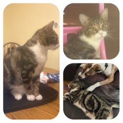 Lost Male Cat last seen Manet Ave, Quincy, MA 02169