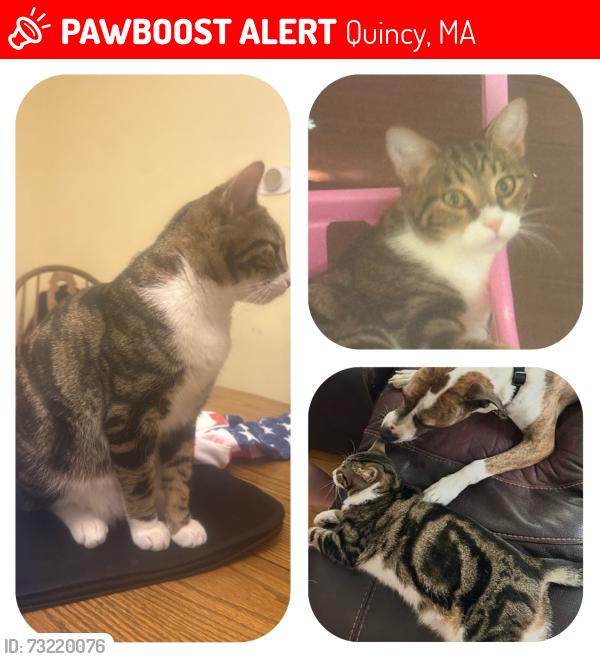 Lost Male Cat last seen Manet Ave, Quincy, MA 02169