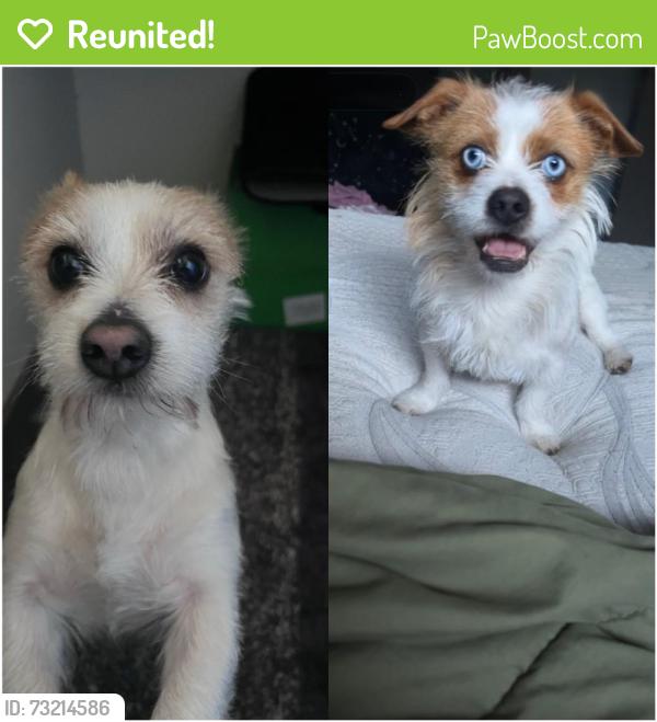 Reunited Male Dog last seen Serra Ct NE, Salem, OR 97305, USA, Salem, OR 97305