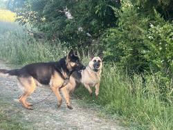 Reunited Female Dog last seen Near Charlie Monk Rd, Hurdle Mills, Hurdle Mills, NC 27541