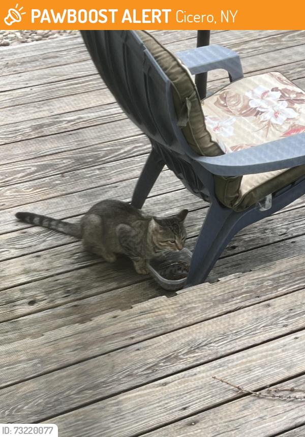 Found/Stray Unknown Cat last seen Snowshoe trail/Jerusalem Drive, Cicero, NY 13039