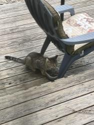 Found/Stray Unknown Cat last seen Snowshoe trail/Jerusalem Drive, Cicero, NY 13039