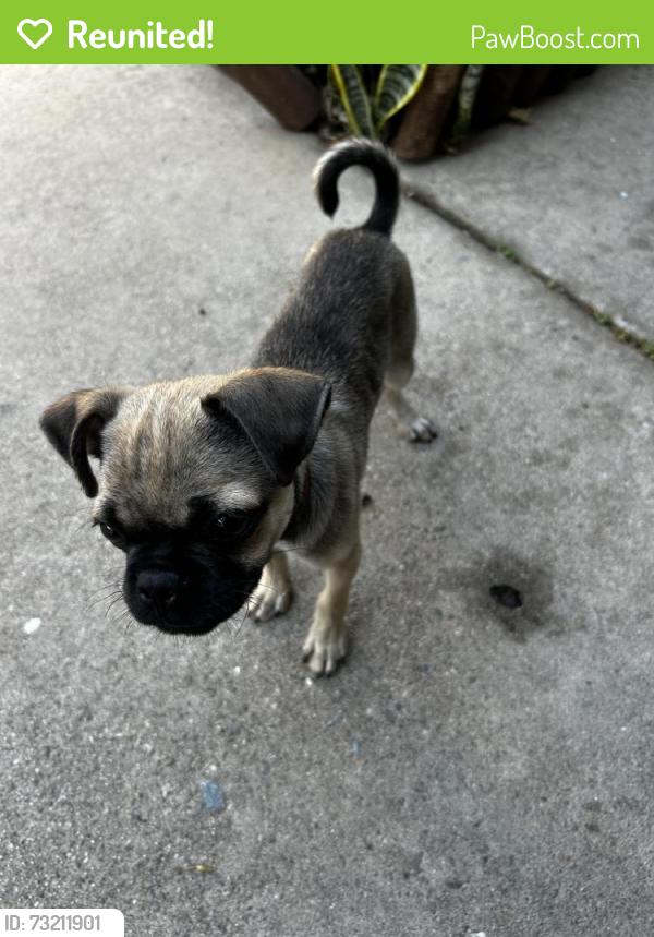 Reunited Male Dog last seen Cherrywood and Walnut, Tustin, CA 92780