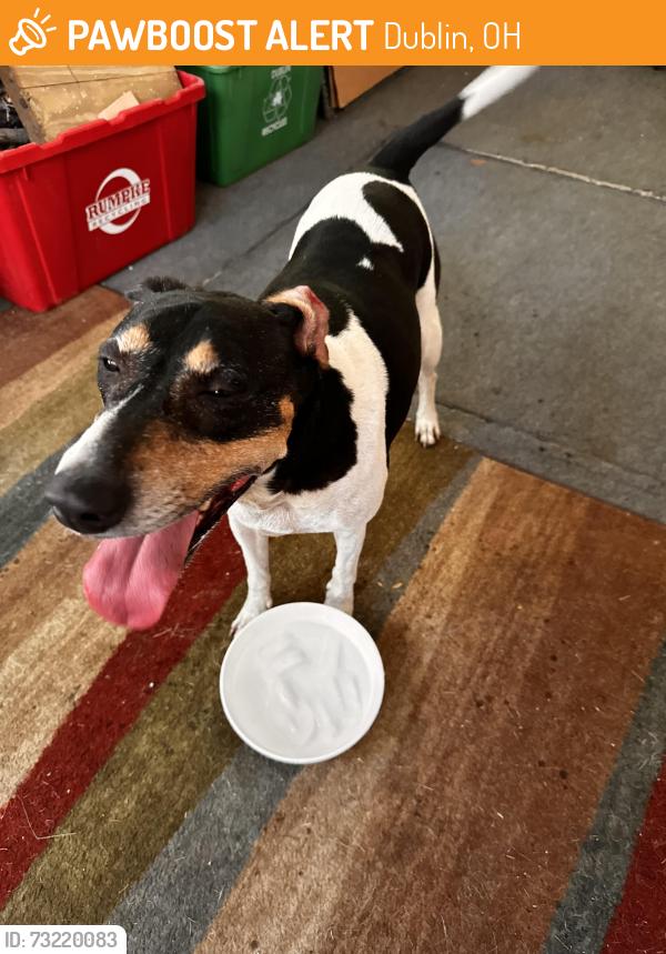 Found/Stray Female Dog last seen Near Riverside Drive and Wyandotte Woods. A mile from Hard Road, Dublin, OH 43016