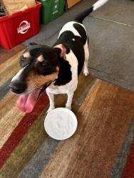 Found/Stray Female Dog last seen Near Riverside Drive and Wyandotte Woods. A mile from Hard Road, Dublin, OH 43016