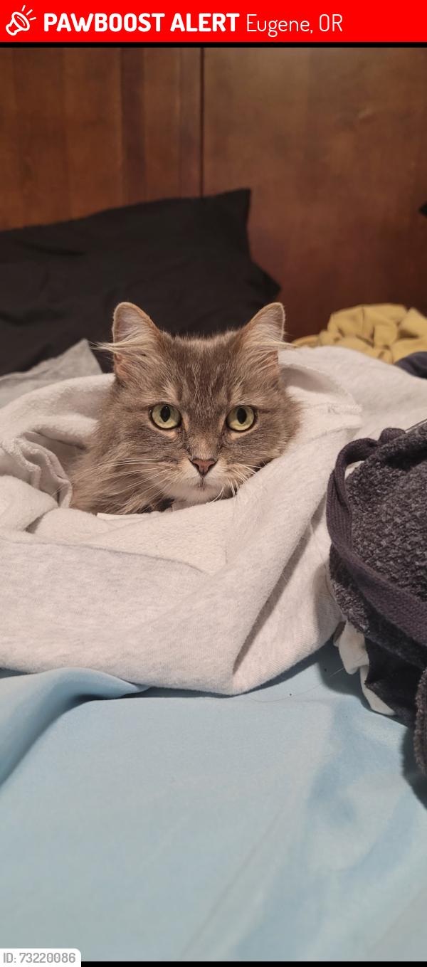 Lost Female Cat last seen The crossing building F, Eugene, OR 97402