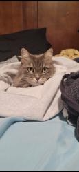 Lost Female Cat last seen The crossing building F, Eugene, OR 97402