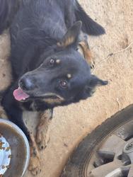 Found/Stray Male Dog last seen Caléndula st, Adelanto, CA 92301