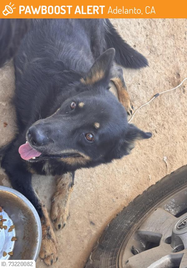 Found/Stray Male Dog last seen Caléndula st, Adelanto, CA 92301