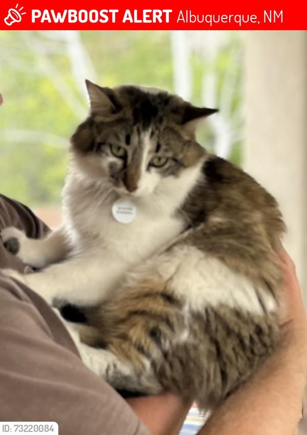 Lost Female Bird last seen Wyoming & Glendale, Albuquerque, NM 87122